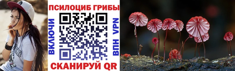 Купить закладки Суворов Галлюциногенные грибы Psilocybine cubensis